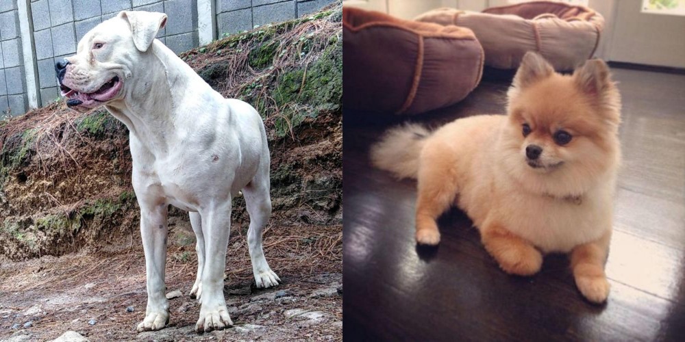 Pomeranian vs Dogo Guatemalteco - Breed Comparison
