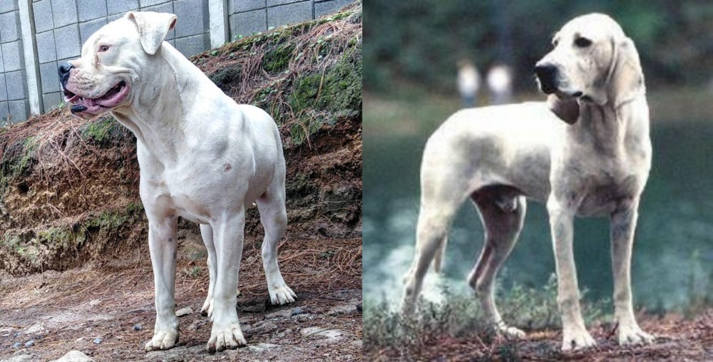 Porcelaine vs Dogo Guatemalteco - Breed Comparison