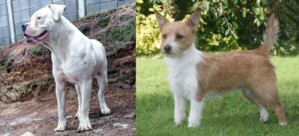Portuguese Podengo vs Dogo Guatemalteco - Breed Comparison