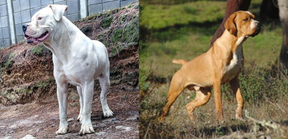 Portuguese Pointer vs Dogo Guatemalteco - Breed Comparison