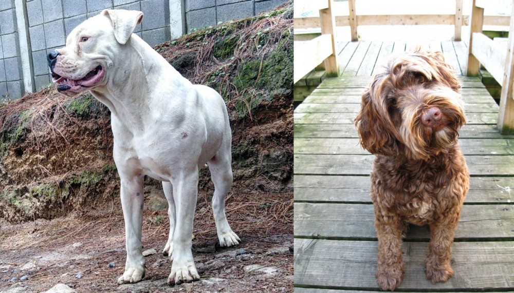 Portuguese Water Dog vs Dogo Guatemalteco - Breed Comparison
