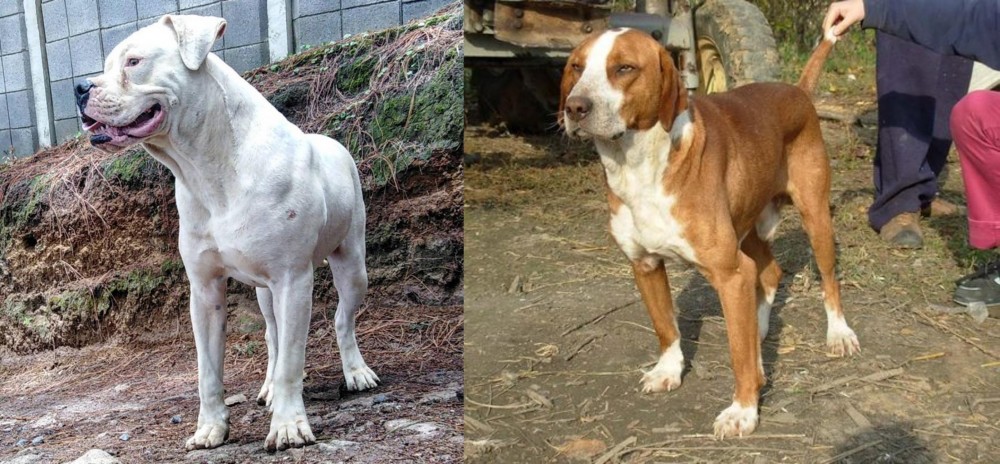 Posavac Hound vs Dogo Guatemalteco - Breed Comparison