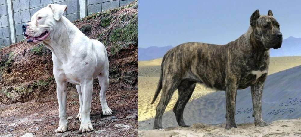 Presa Canario vs Dogo Guatemalteco - Breed Comparison