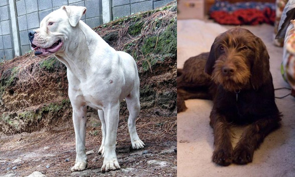 Pudelpointer vs Dogo Guatemalteco - Breed Comparison