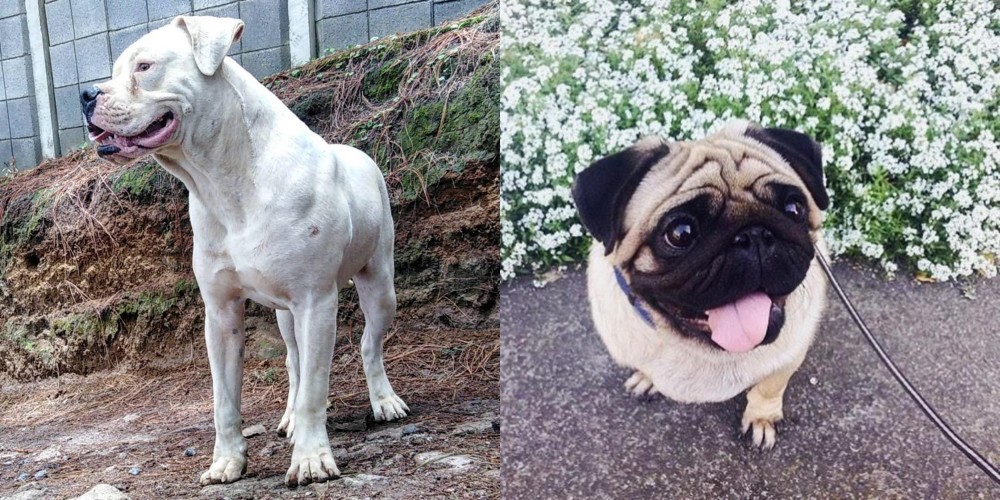 Pug vs Dogo Guatemalteco - Breed Comparison