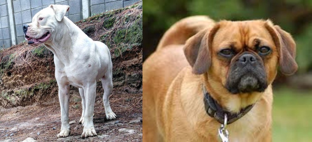 Pugalier vs Dogo Guatemalteco - Breed Comparison