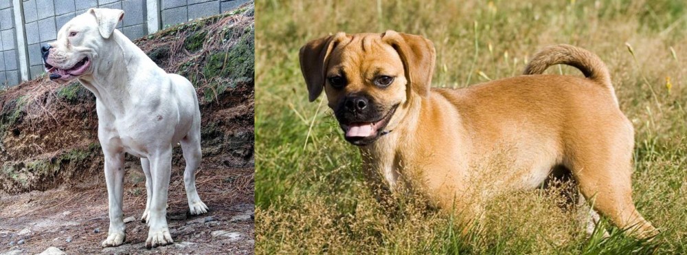 Puggle vs Dogo Guatemalteco - Breed Comparison