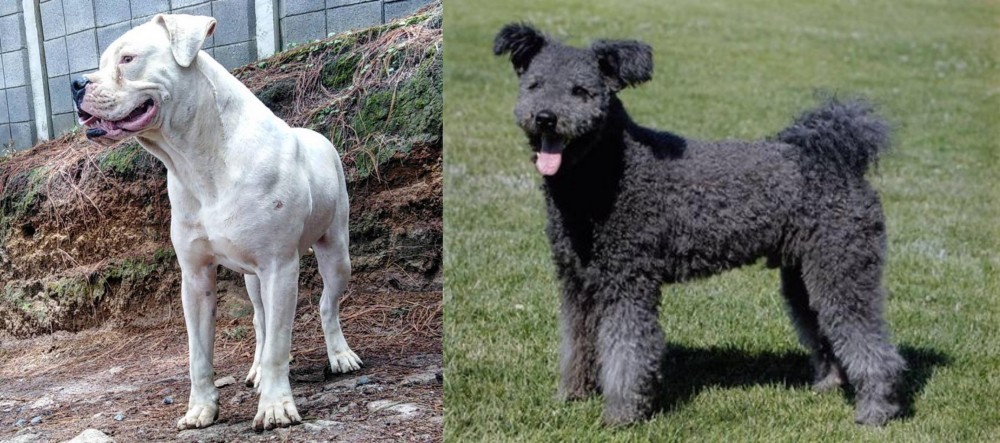 Pumi vs Dogo Guatemalteco - Breed Comparison