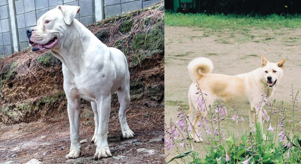 Pungsan Dog vs Dogo Guatemalteco - Breed Comparison