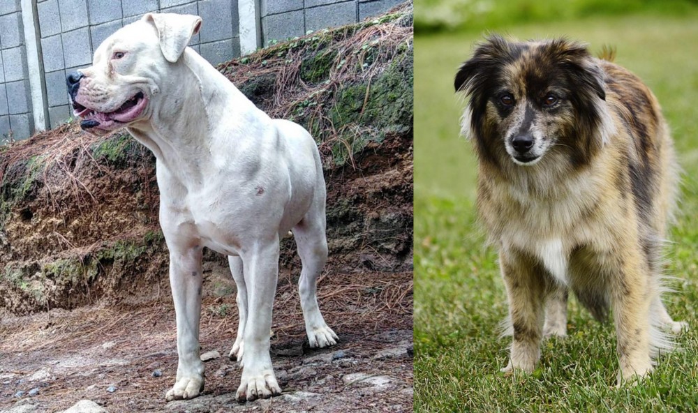 Pyrenean Shepherd vs Dogo Guatemalteco - Breed Comparison