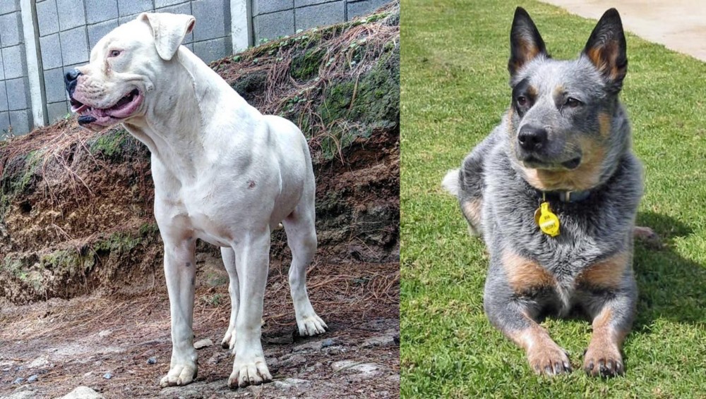Queensland Heeler vs Dogo Guatemalteco - Breed Comparison