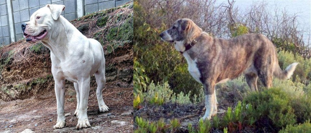 Rafeiro do Alentejo vs Dogo Guatemalteco - Breed Comparison
