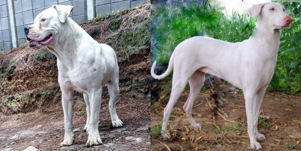 Rajapalayam vs Dogo Guatemalteco - Breed Comparison