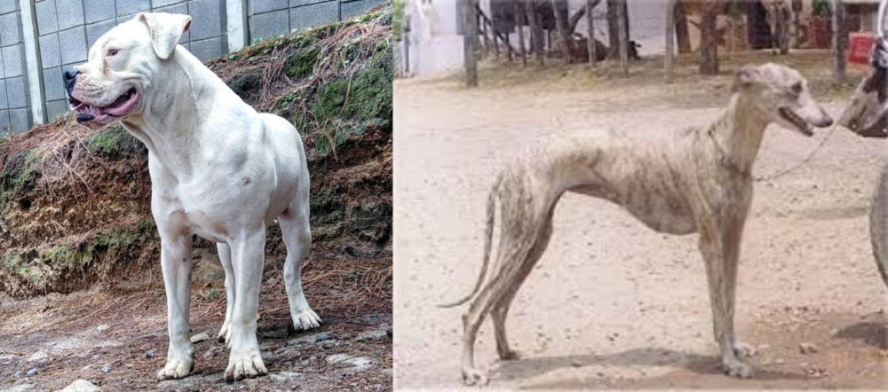 Rampur Greyhound vs Dogo Guatemalteco - Breed Comparison