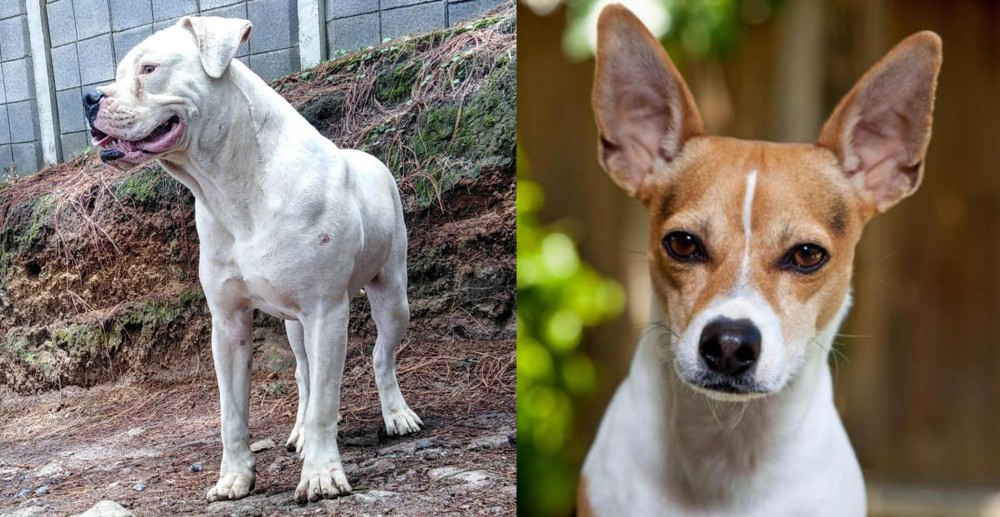 Rat Terrier vs Dogo Guatemalteco - Breed Comparison