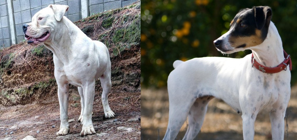 Ratonero Bodeguero Andaluz vs Dogo Guatemalteco - Breed Comparison