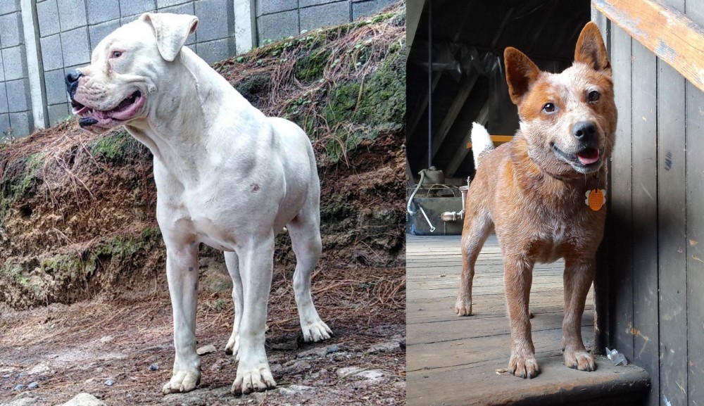 Red Heeler vs Dogo Guatemalteco - Breed Comparison