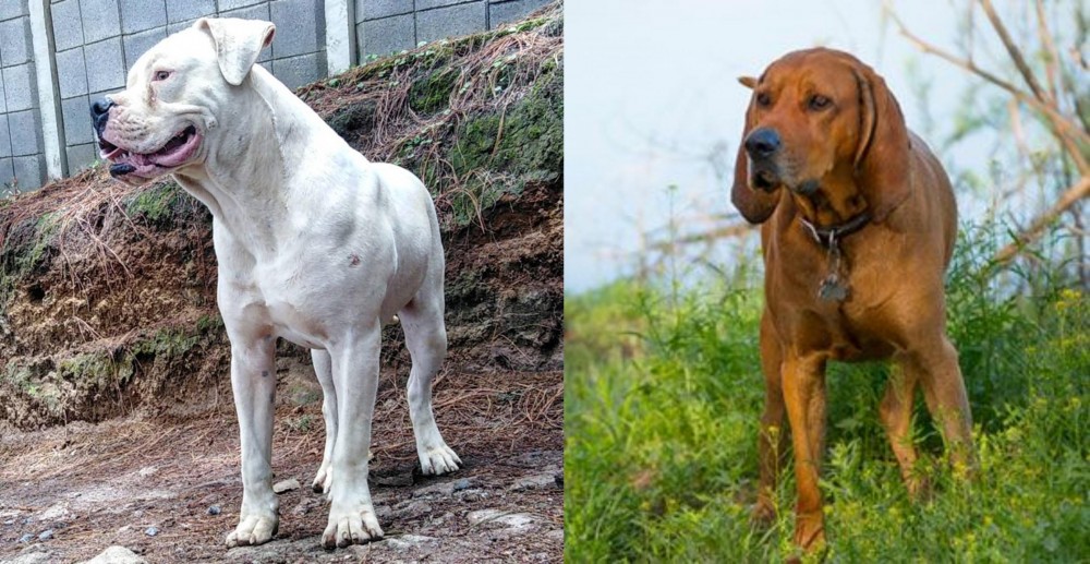 Redbone Coonhound vs Dogo Guatemalteco - Breed Comparison