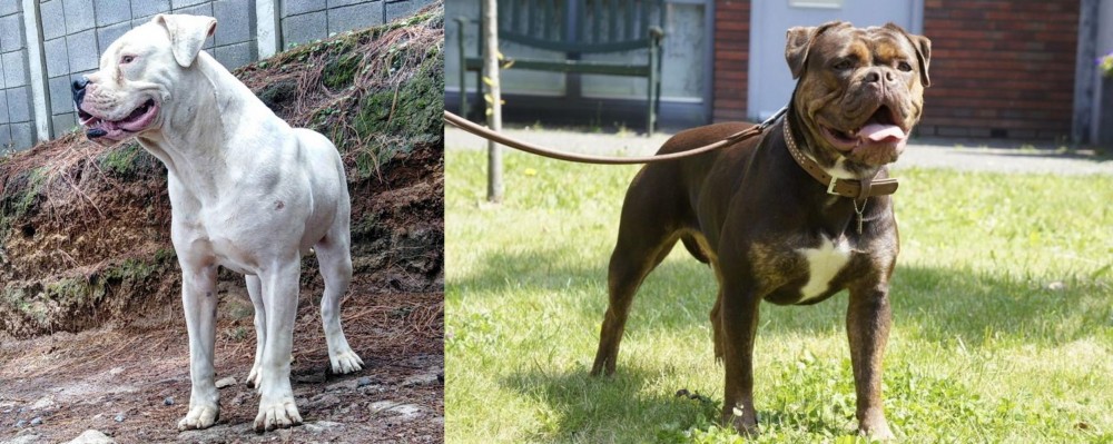 Renascence Bulldogge vs Dogo Guatemalteco - Breed Comparison