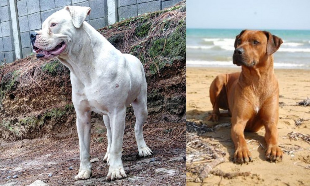 Rhodesian Ridgeback vs Dogo Guatemalteco - Breed Comparison