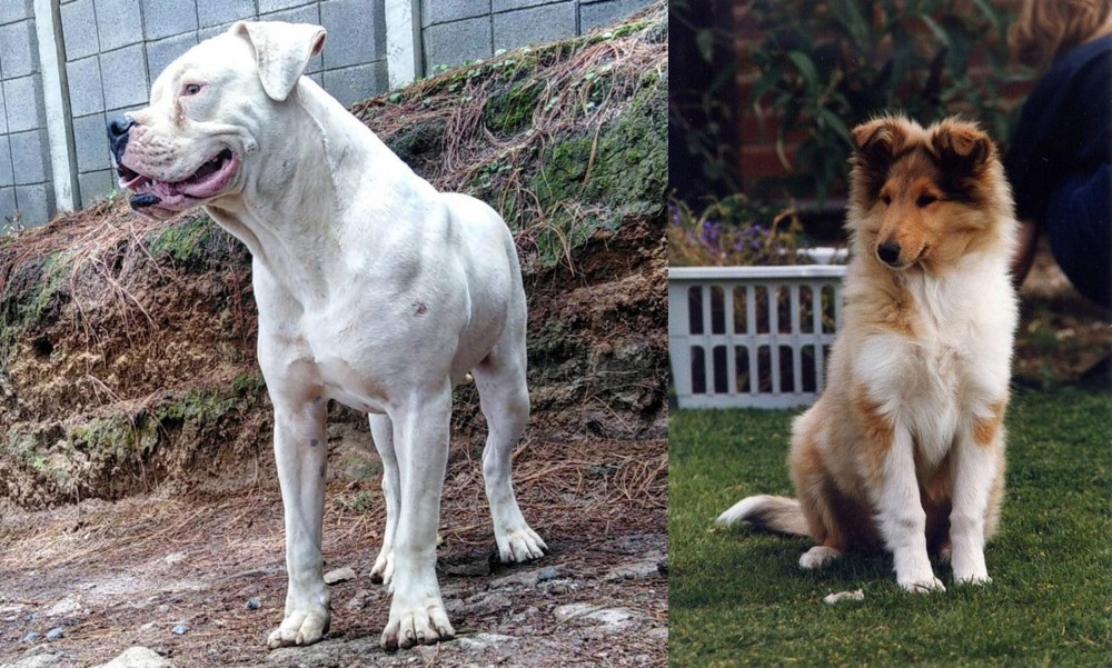 Rough Collie vs Dogo Guatemalteco - Breed Comparison
