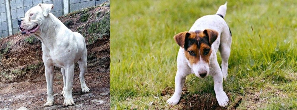 Russell Terrier vs Dogo Guatemalteco - Breed Comparison