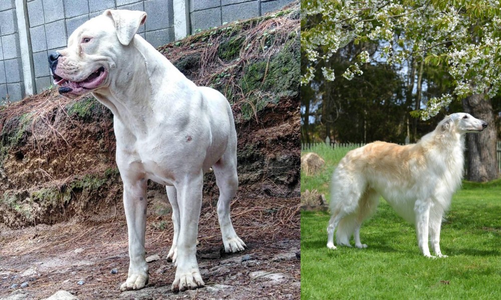 Russian Hound vs Dogo Guatemalteco - Breed Comparison