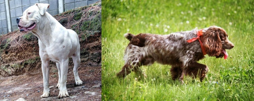 Russian Spaniel vs Dogo Guatemalteco - Breed Comparison