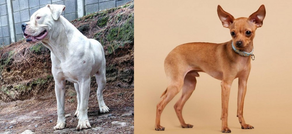 Russian Toy Terrier vs Dogo Guatemalteco - Breed Comparison