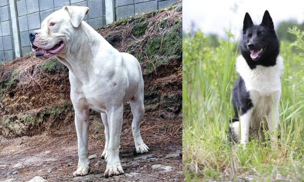 Russo-European Laika vs Dogo Guatemalteco - Breed Comparison