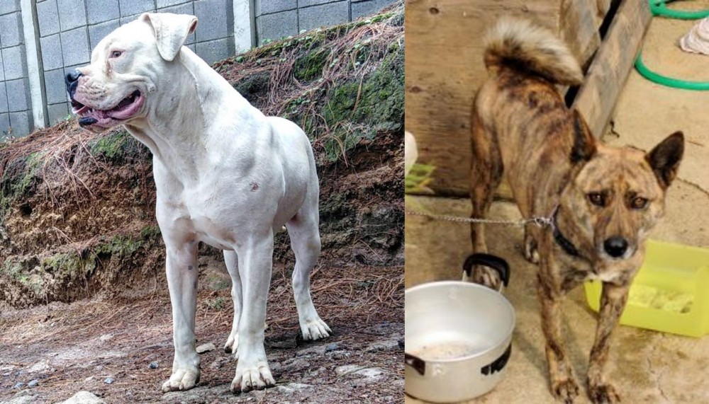Ryukyu Inu vs Dogo Guatemalteco - Breed Comparison