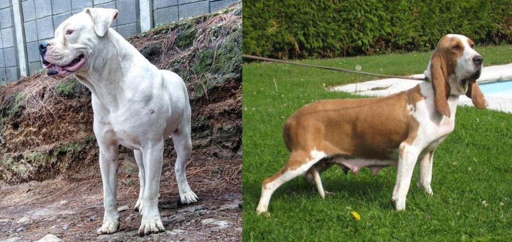 Sabueso Espanol vs Dogo Guatemalteco - Breed Comparison