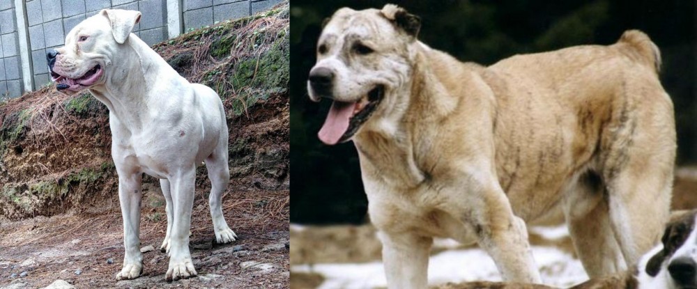 Sage Koochee vs Dogo Guatemalteco - Breed Comparison
