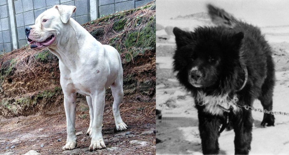 Sakhalin Husky vs Dogo Guatemalteco - Breed Comparison