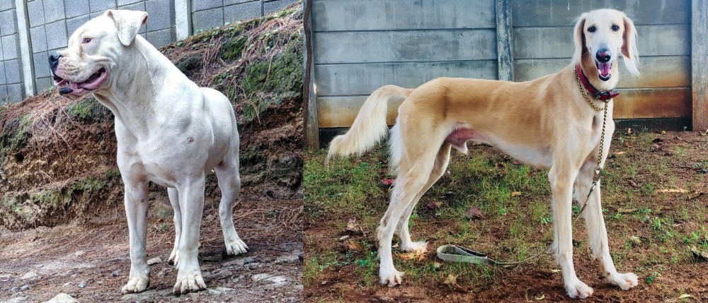 Saluki vs Dogo Guatemalteco - Breed Comparison