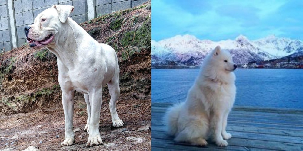 Samoyed vs Dogo Guatemalteco - Breed Comparison