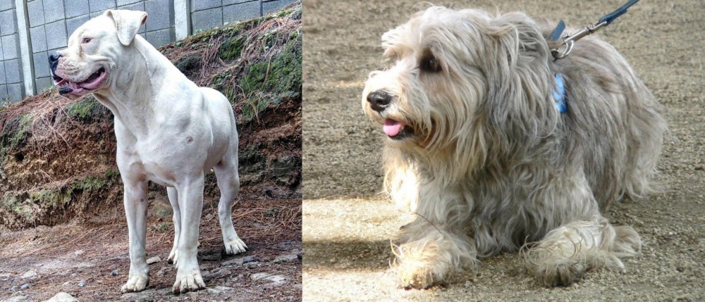 Sapsali vs Dogo Guatemalteco - Breed Comparison