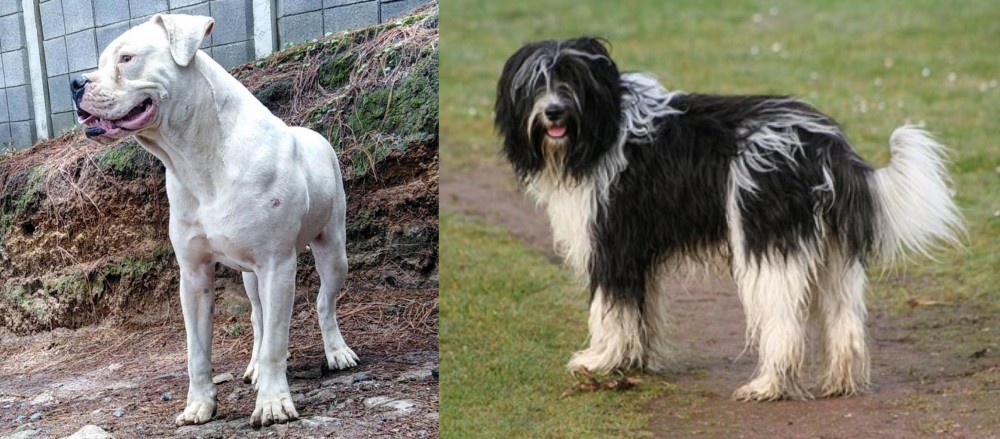 Schapendoes vs Dogo Guatemalteco - Breed Comparison