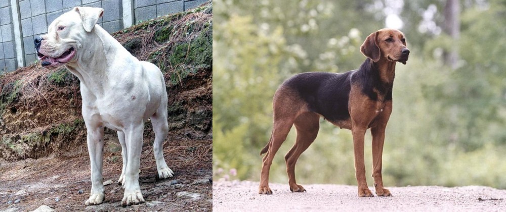 Schillerstovare vs Dogo Guatemalteco - Breed Comparison