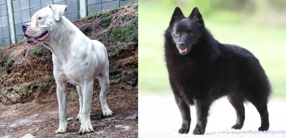 Schipperke vs Dogo Guatemalteco - Breed Comparison
