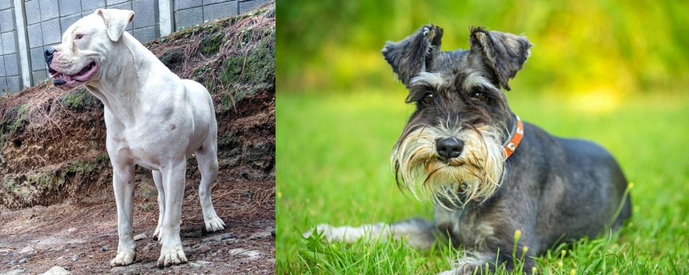 Schnauzer vs Dogo Guatemalteco - Breed Comparison