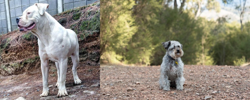 Schnoodle vs Dogo Guatemalteco - Breed Comparison