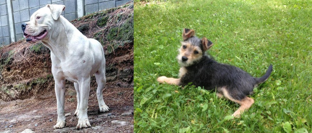 Schnorkie vs Dogo Guatemalteco - Breed Comparison