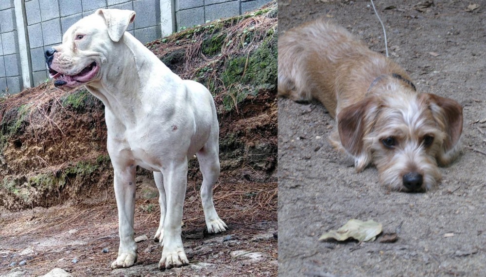 Schweenie vs Dogo Guatemalteco - Breed Comparison