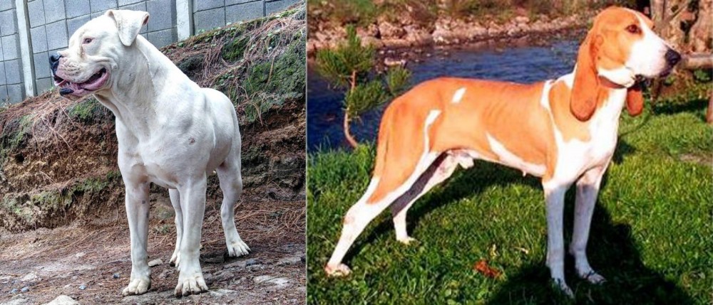 Schweizer Laufhund vs Dogo Guatemalteco - Breed Comparison