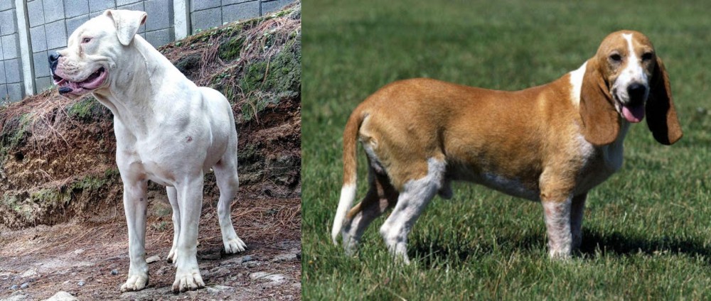 Schweizer Niederlaufhund vs Dogo Guatemalteco - Breed Comparison