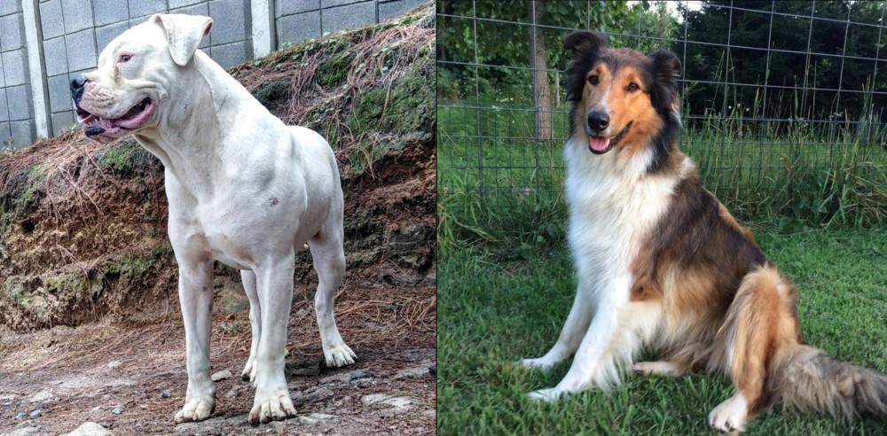 Scotch Collie vs Dogo Guatemalteco - Breed Comparison