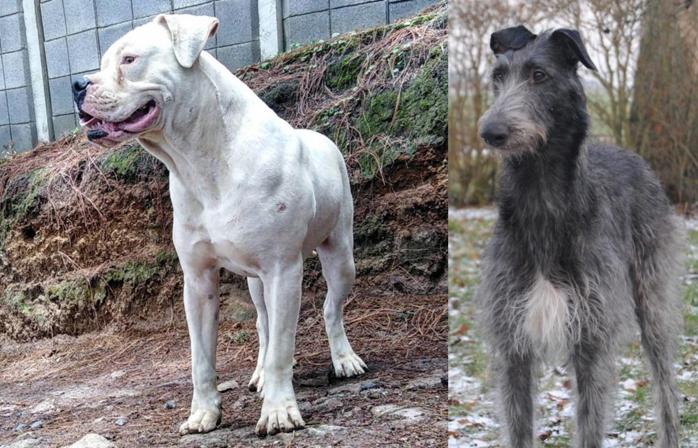 Scottish Deerhound vs Dogo Guatemalteco - Breed Comparison