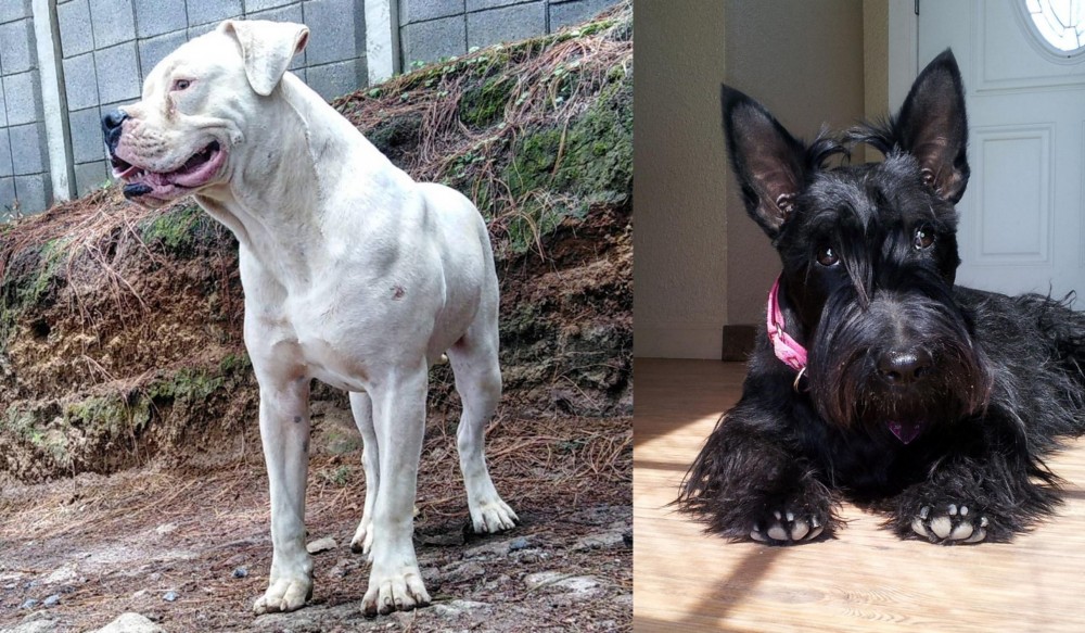 Scottish Terrier vs Dogo Guatemalteco - Breed Comparison