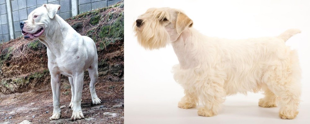 Sealyham Terrier vs Dogo Guatemalteco - Breed Comparison